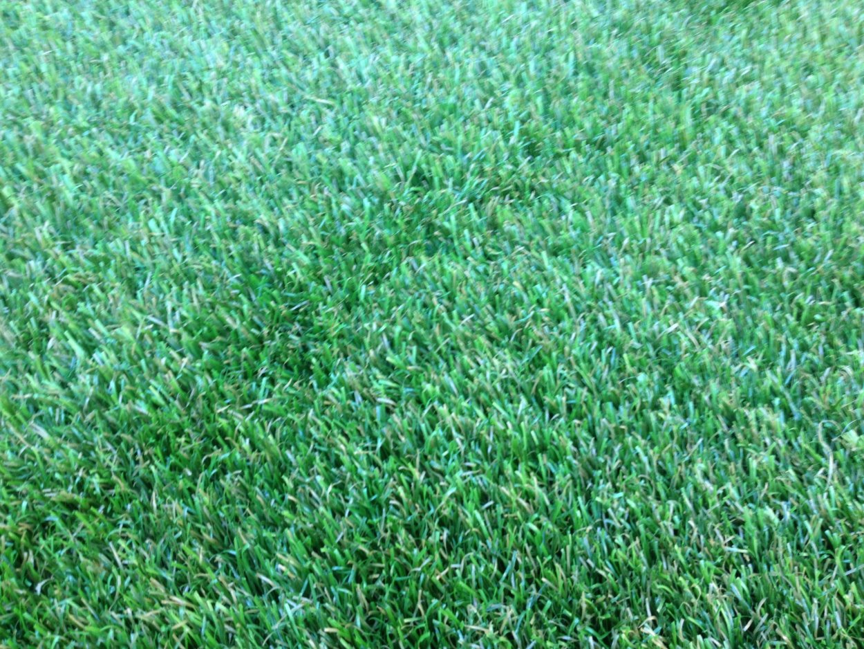 Газонная трава