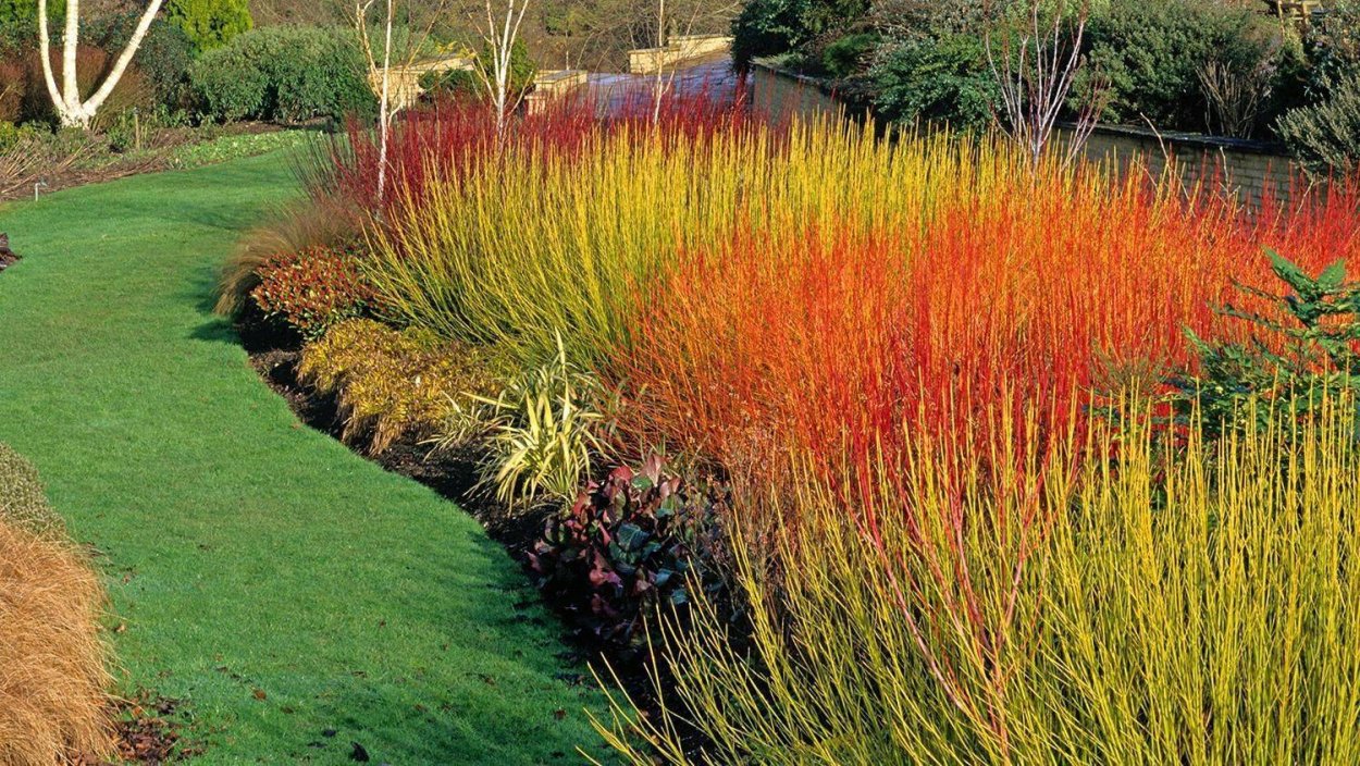 Дерен Флавирамеа