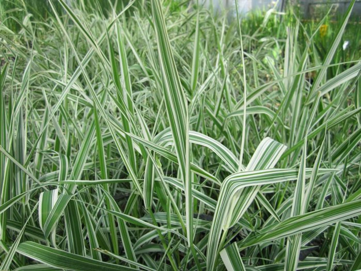 Мятлик Луговой для рекультивации