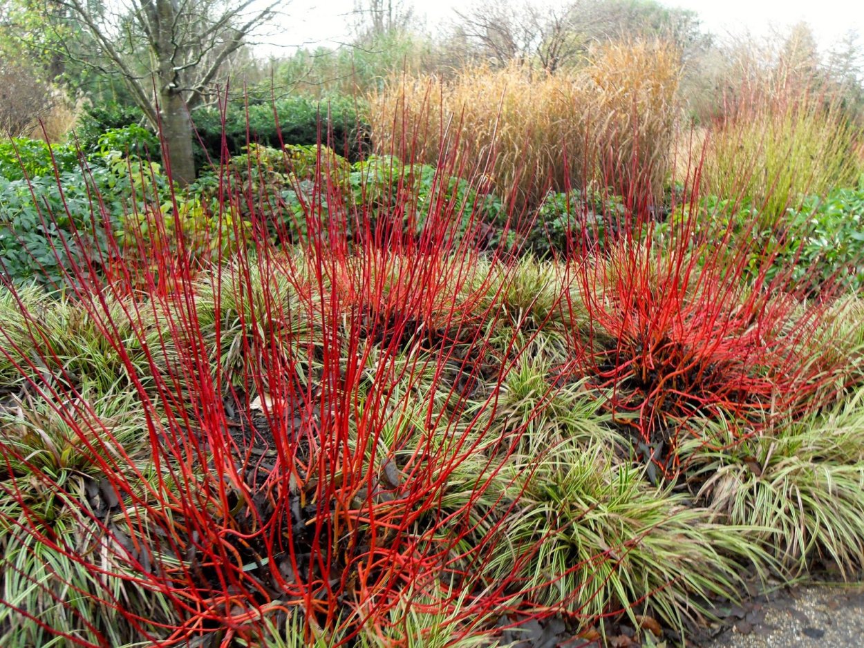 Дерен белый ред Гном