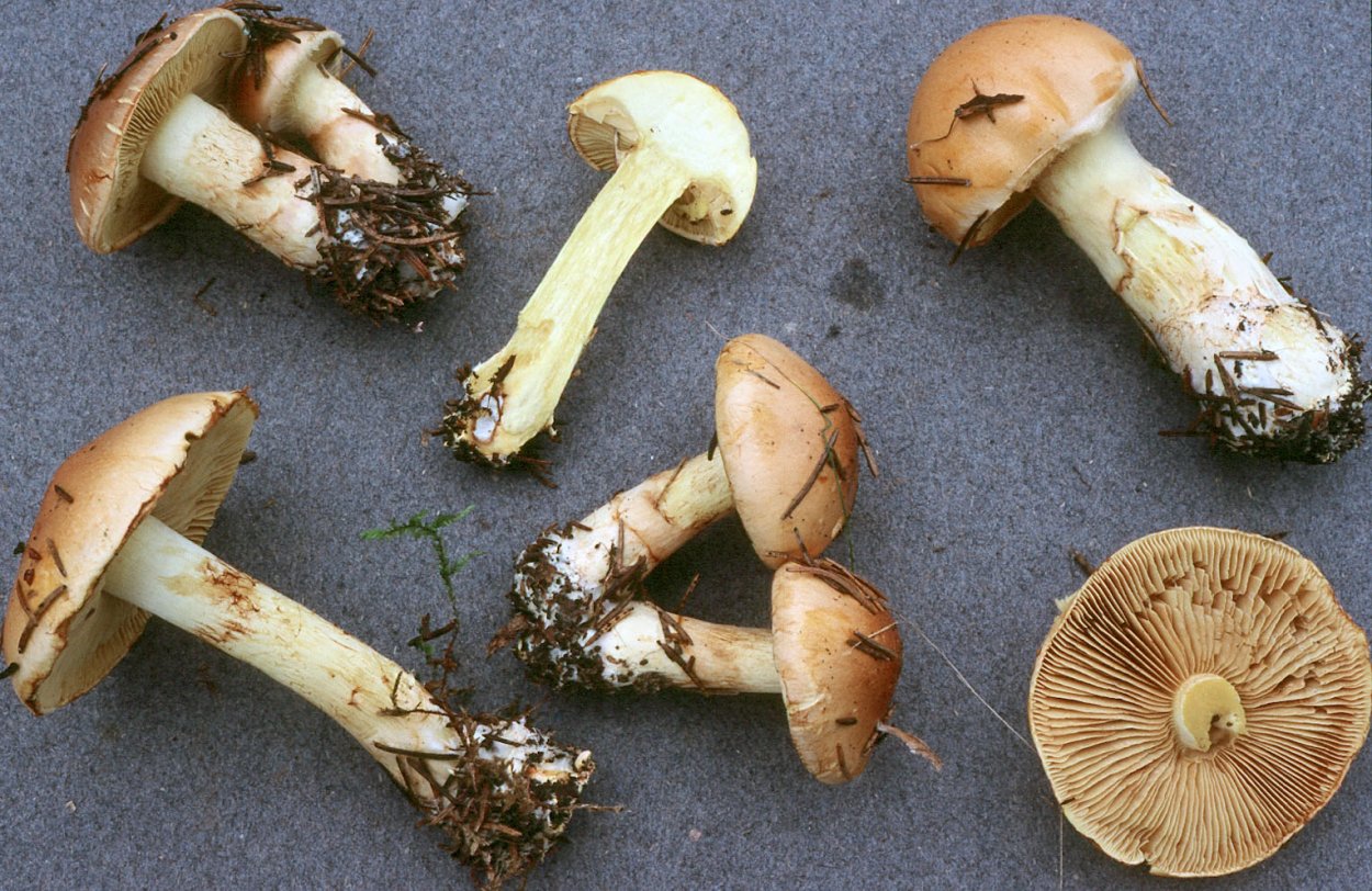 Cortinarius Praestans