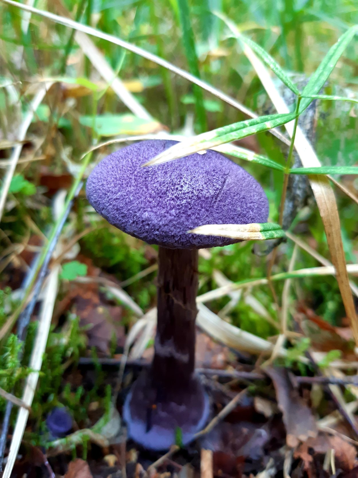 Паутинник Лимоновый