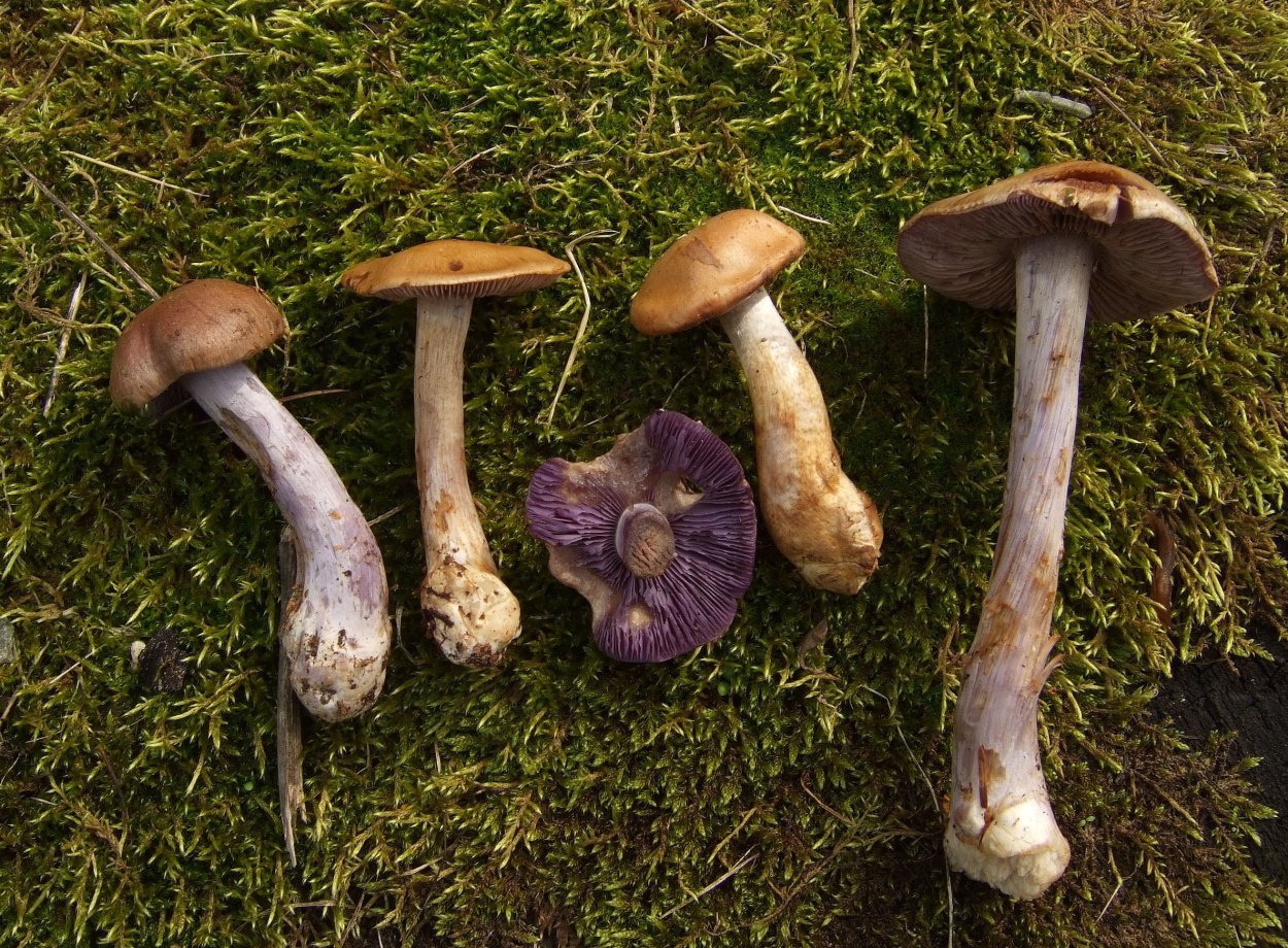 Паутинник порфироножковый Cortinarius porphyropus