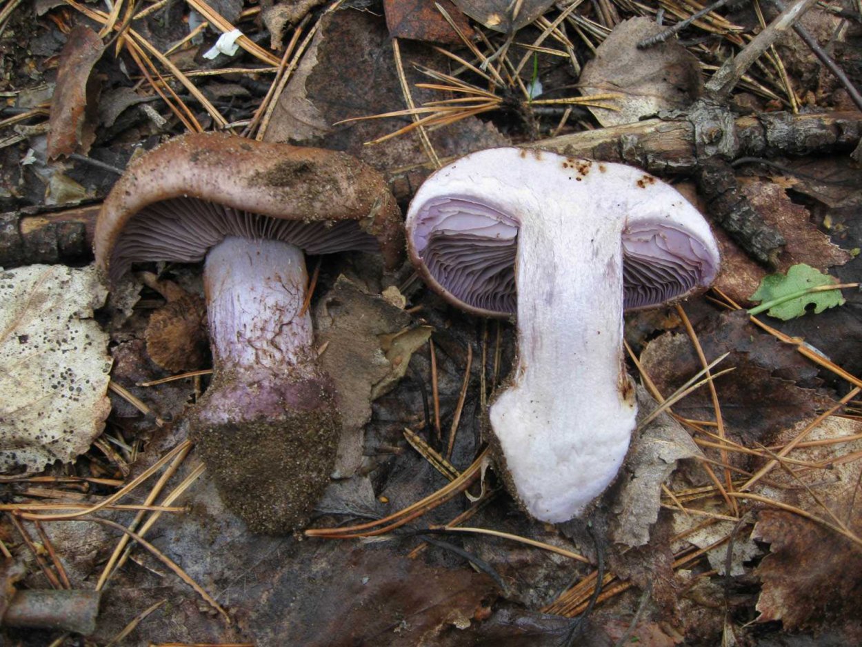 Паутинник желтый (приболотник)