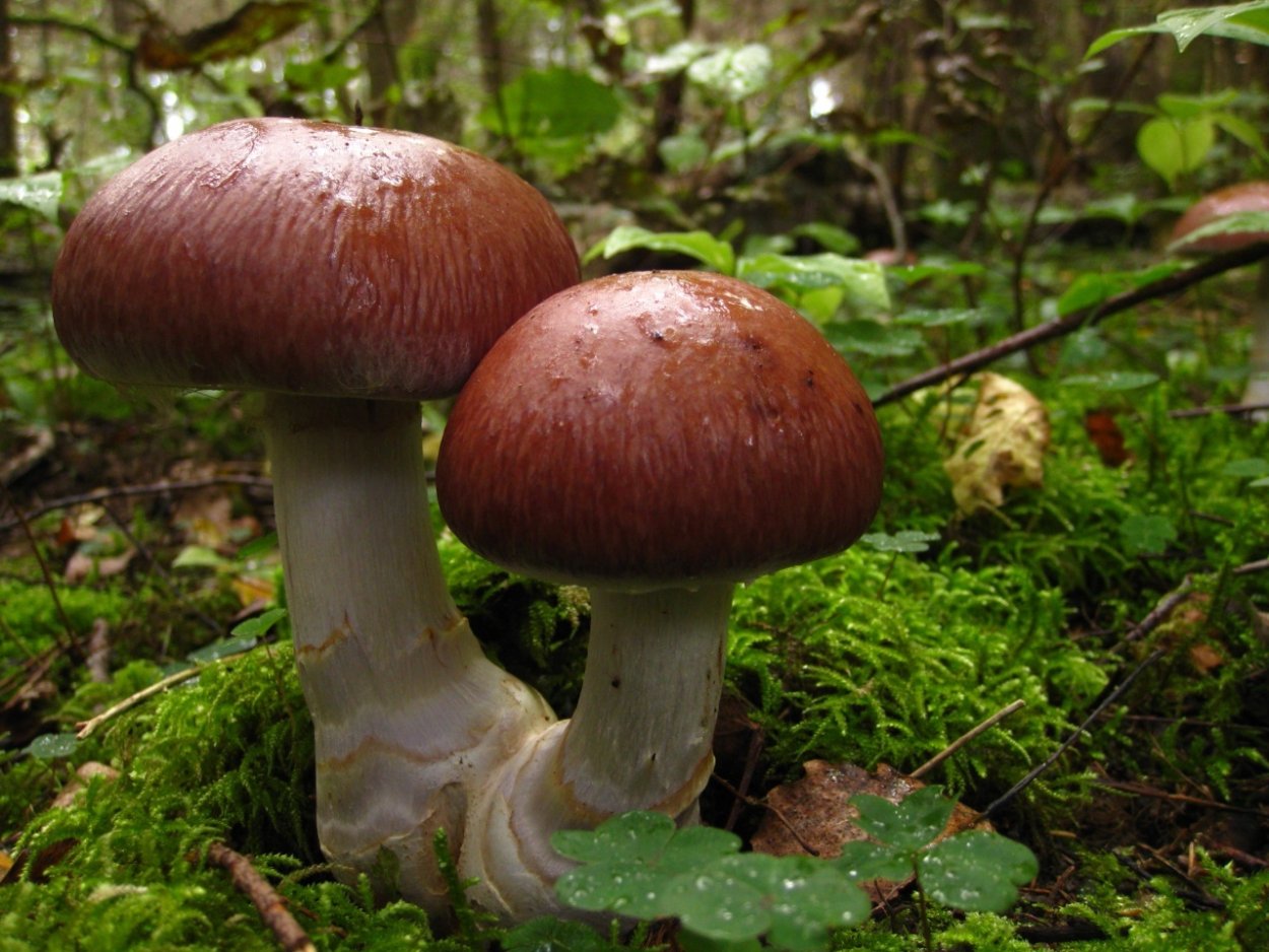 Грибы паутинник Королевский