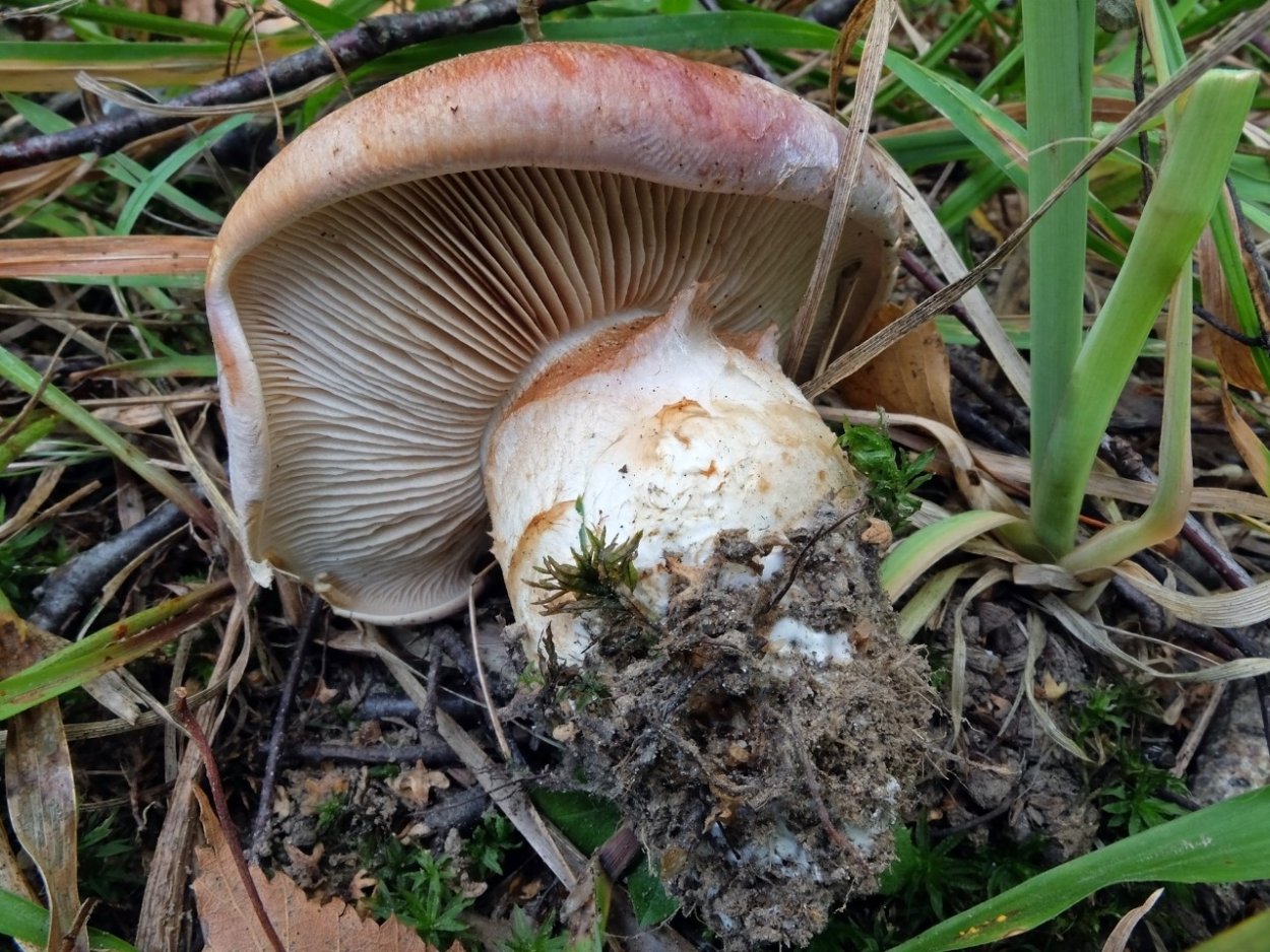 Паутинник великолепный