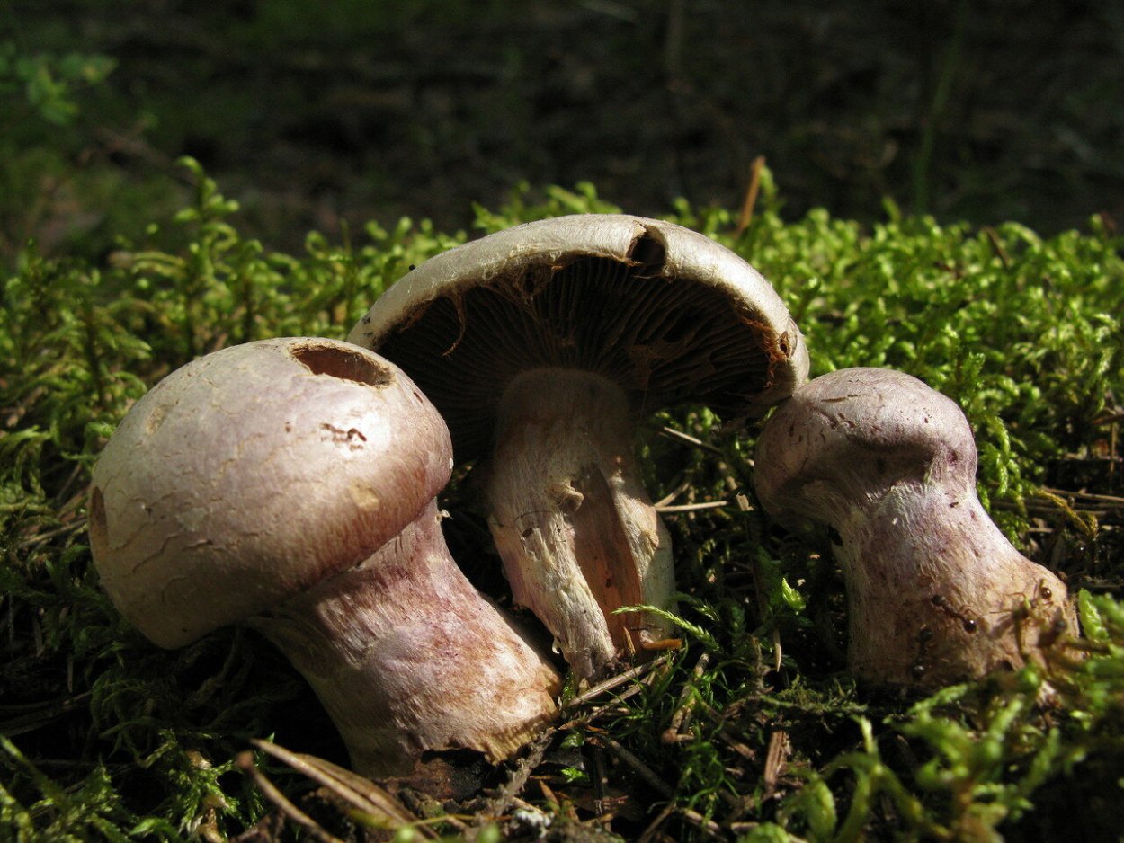 Паутинник Praestans