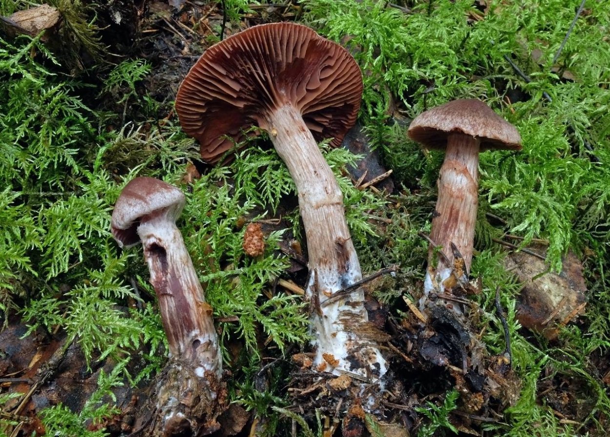 Паутинник каштановый