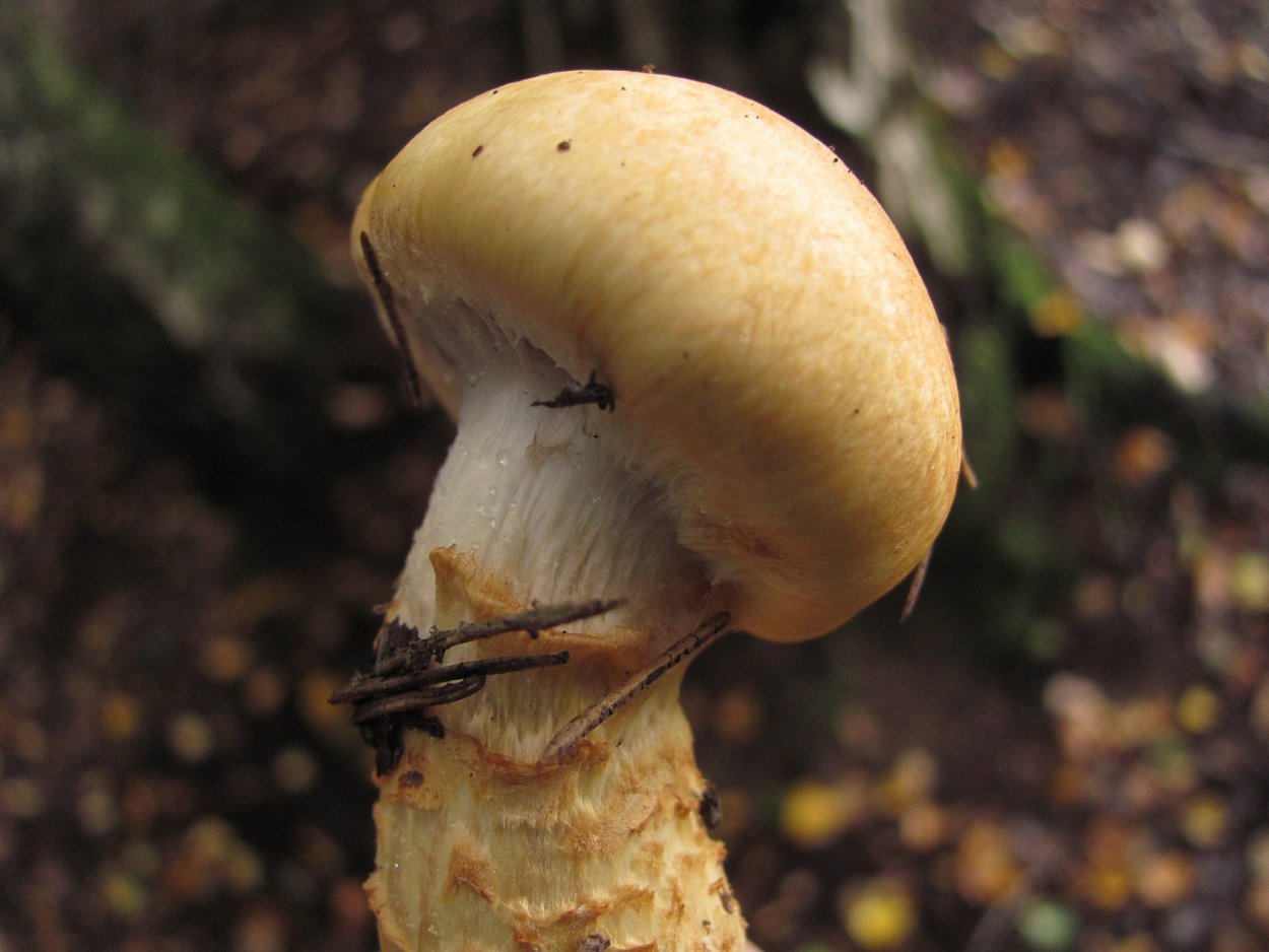 Паутинник слизевой гриб