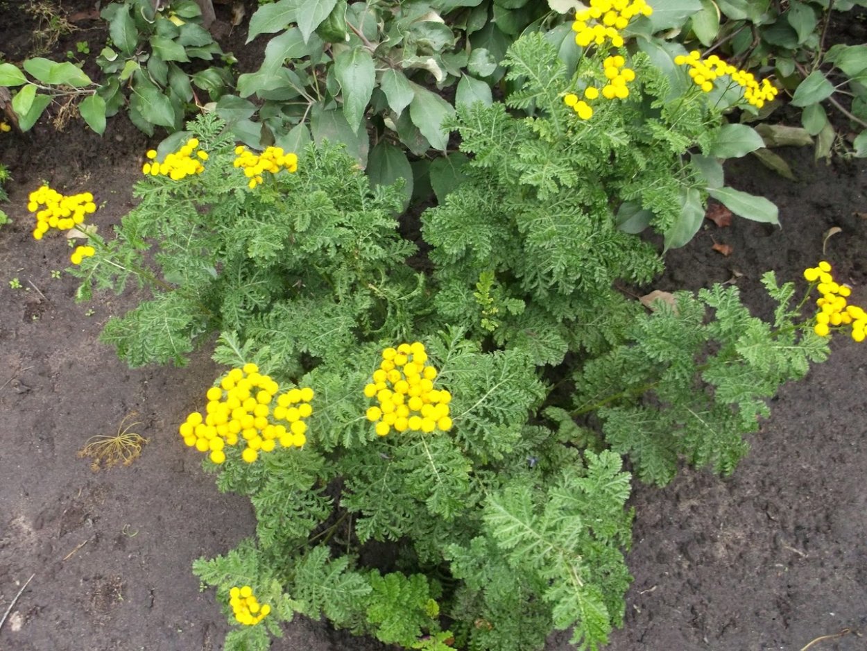 Tanacetum vulgare 'Isla Gold'