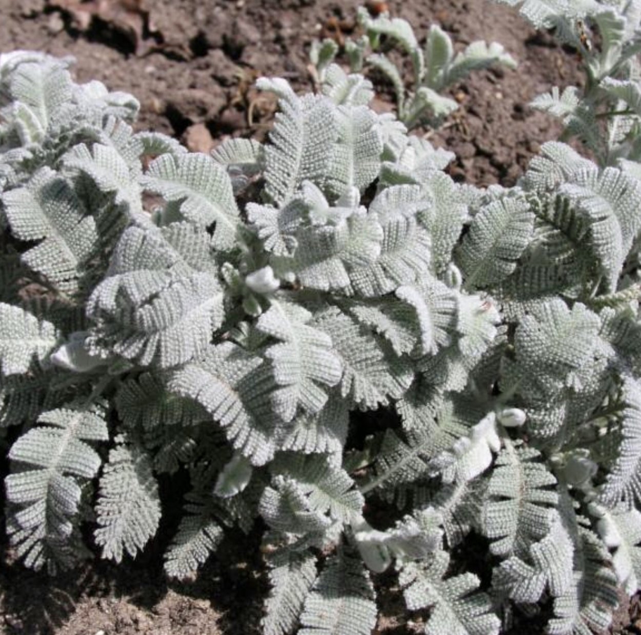 Пижма серебристая Гарадянова