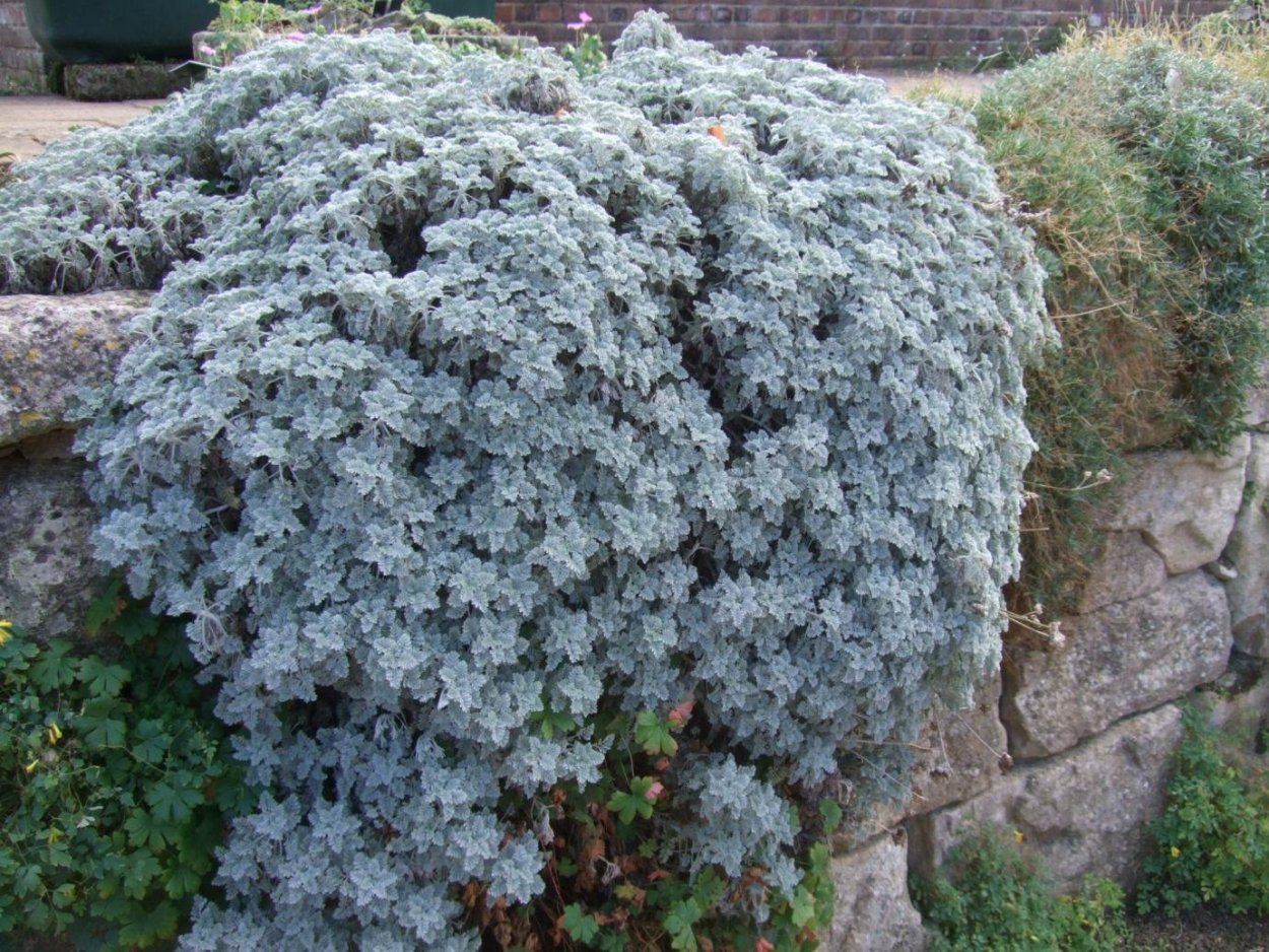 Пижма Гарадянова зимостойкость