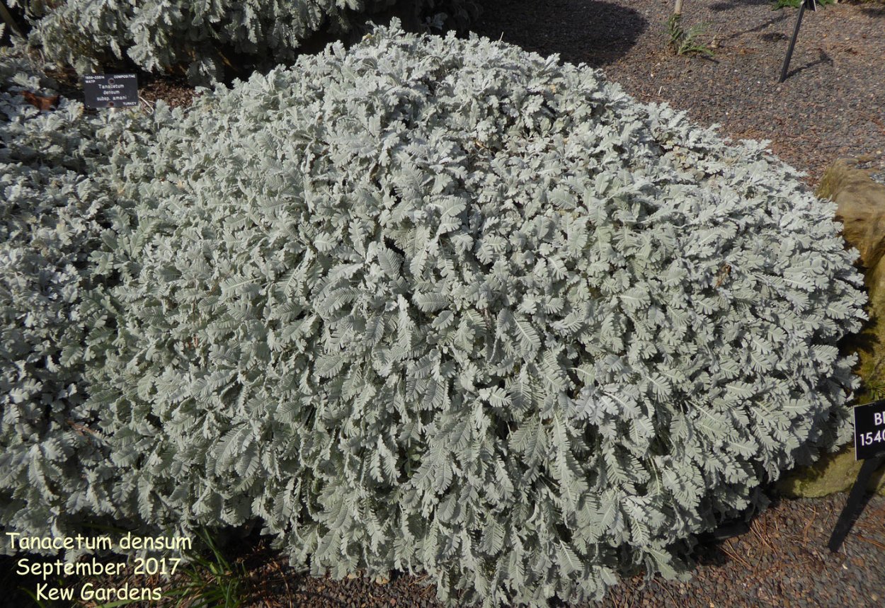 Пижма Гарадянова посадка