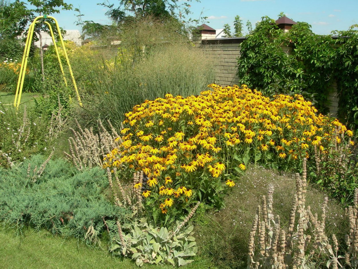 Ромашка мята бессмертник песчаный пижма кориандр