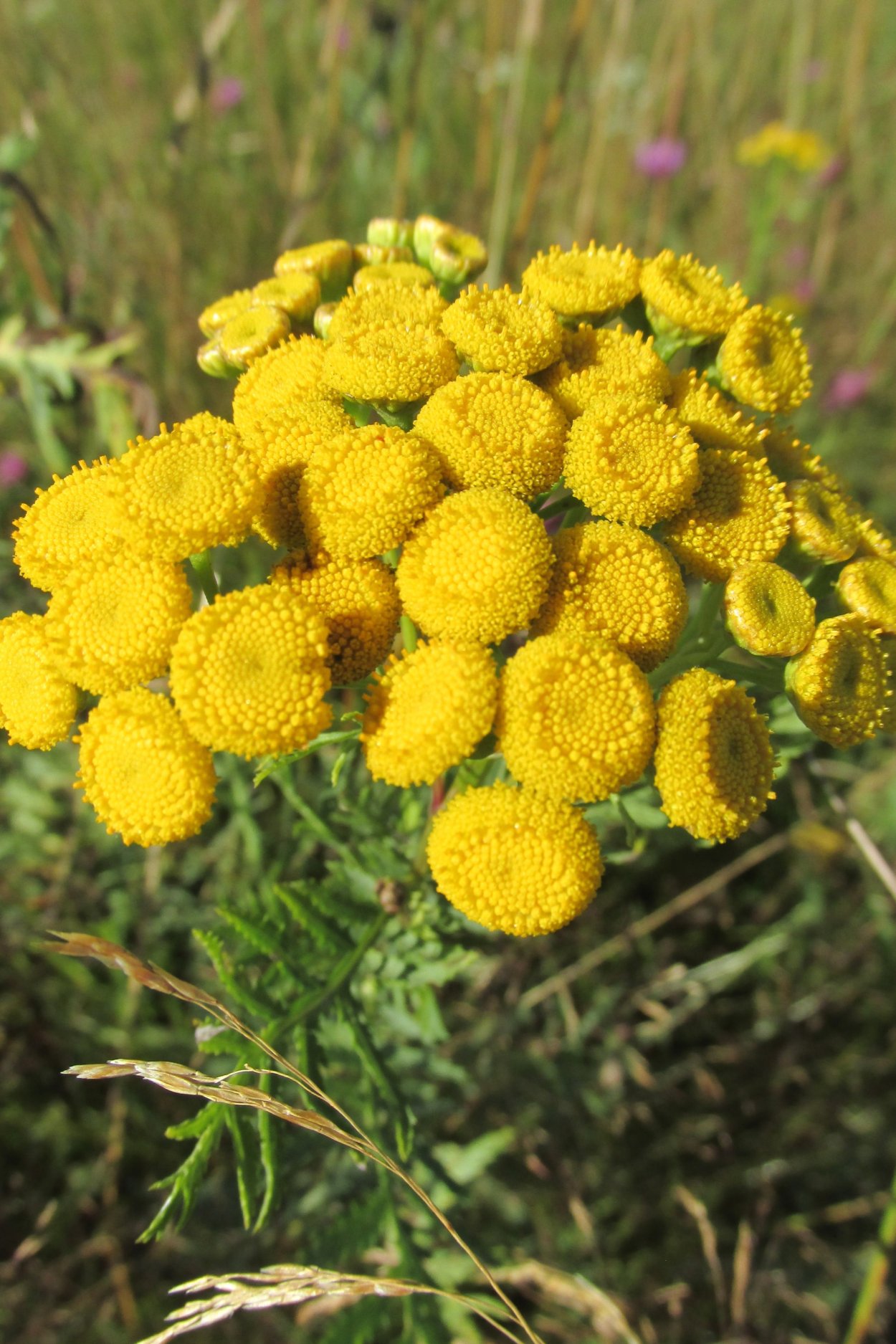 Сабвуфер FBT LS 61a