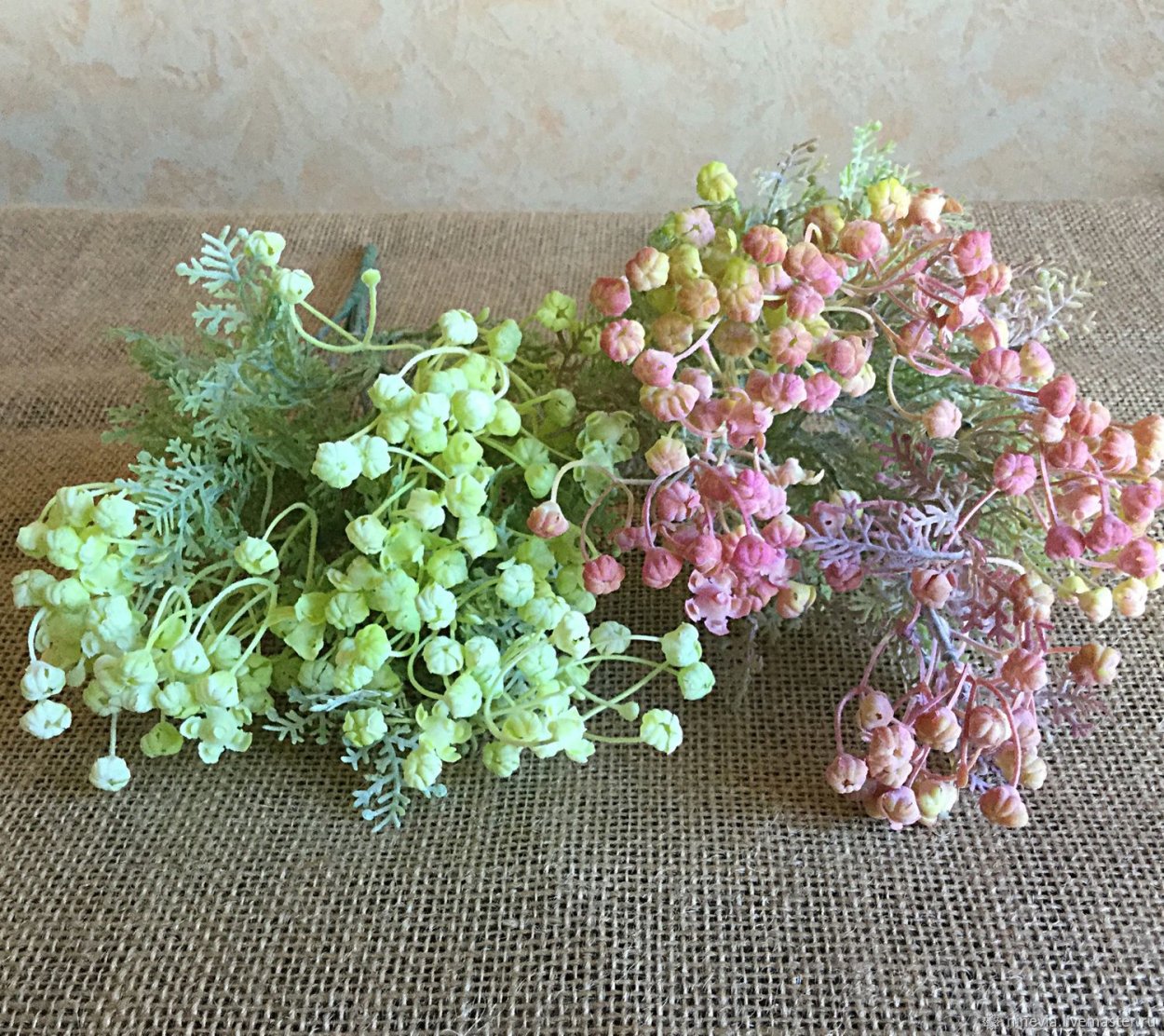 Пижма курчавая Криспа