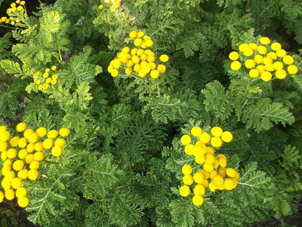 Тысячелистник войлочный Ауреа