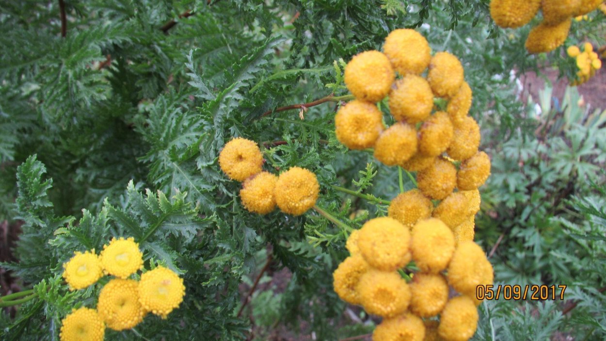 Tanacetum пижма