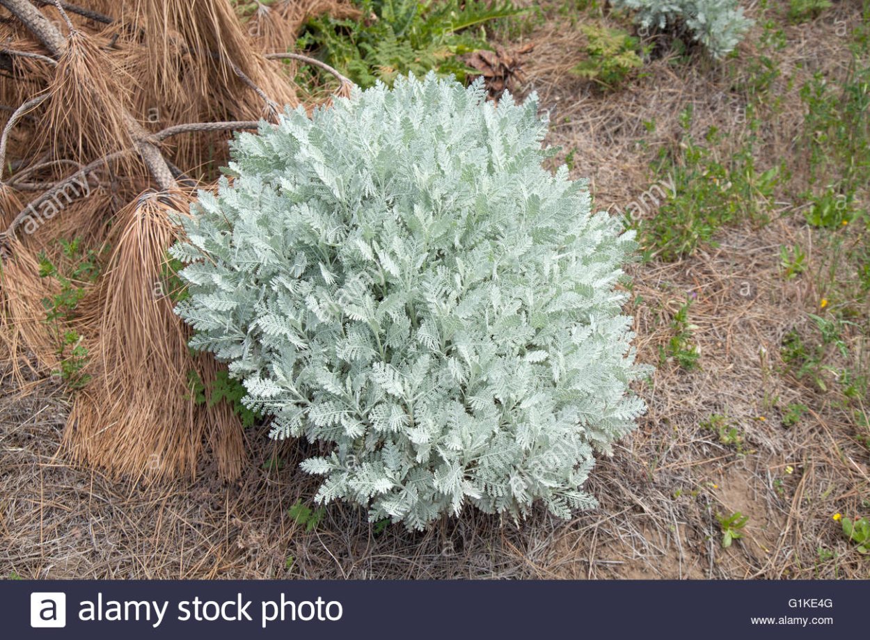 Пижма серебристая (Tanacetum argenteum).