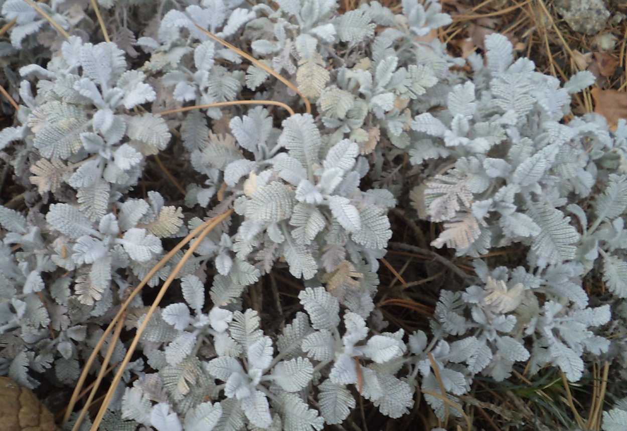 Тысячелистник серебристый почвопокровный