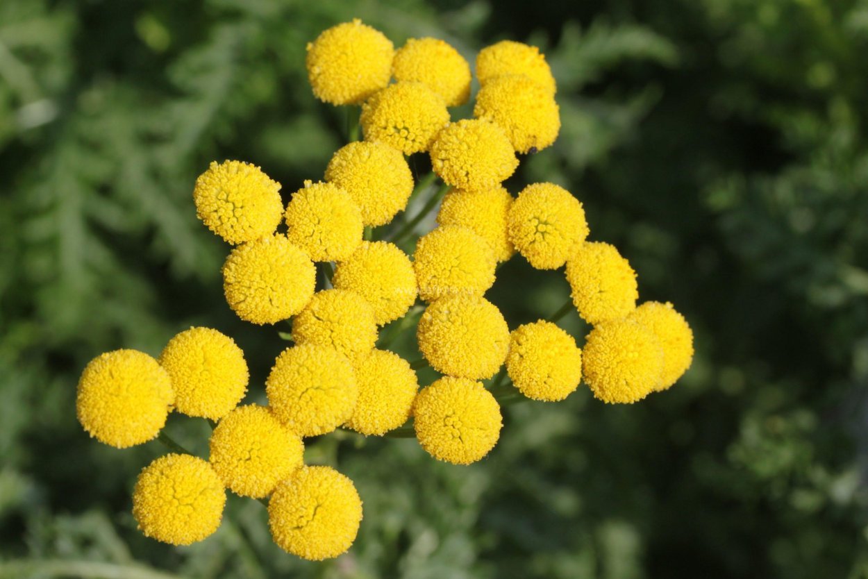 Пижма сизая