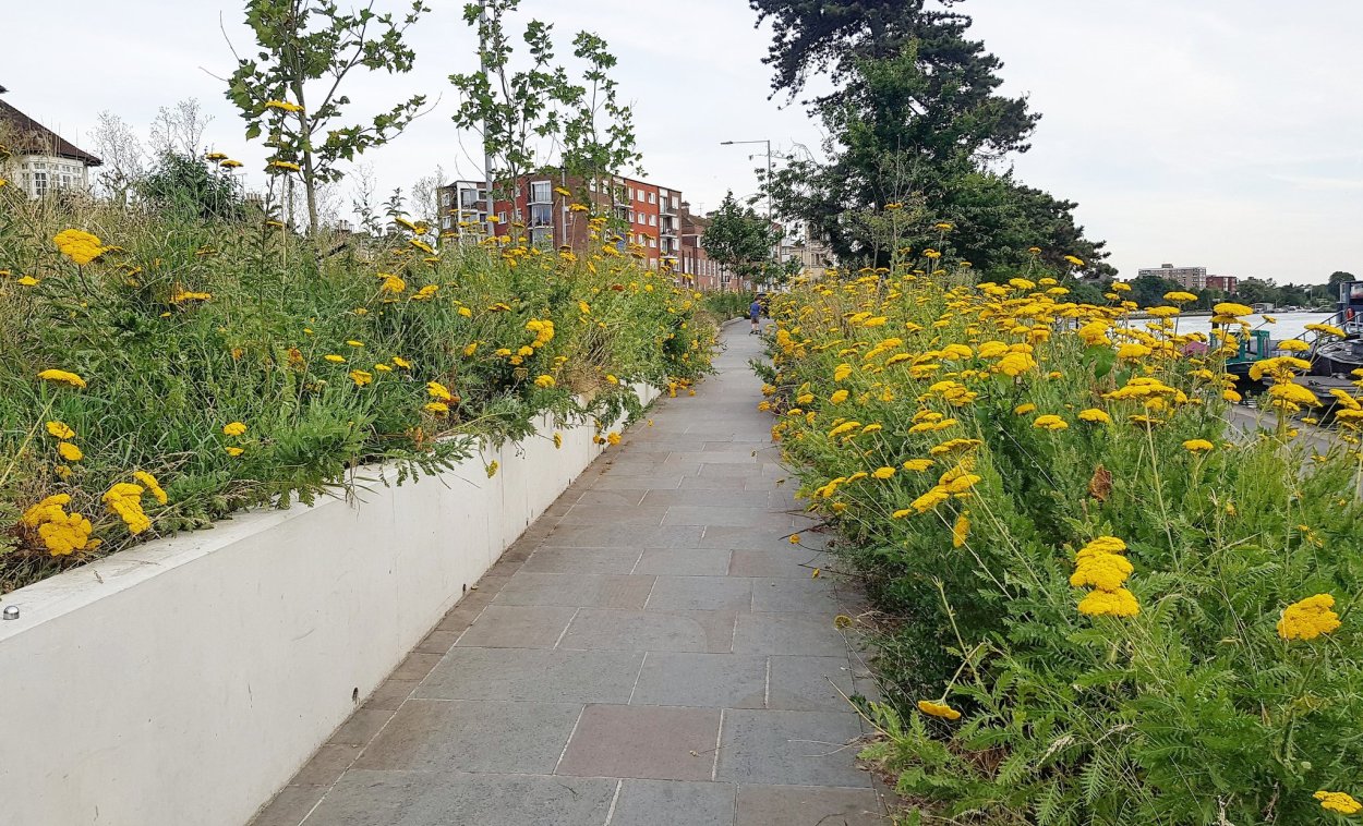 Пижма тысячелистная (Tanacetum millefolium)