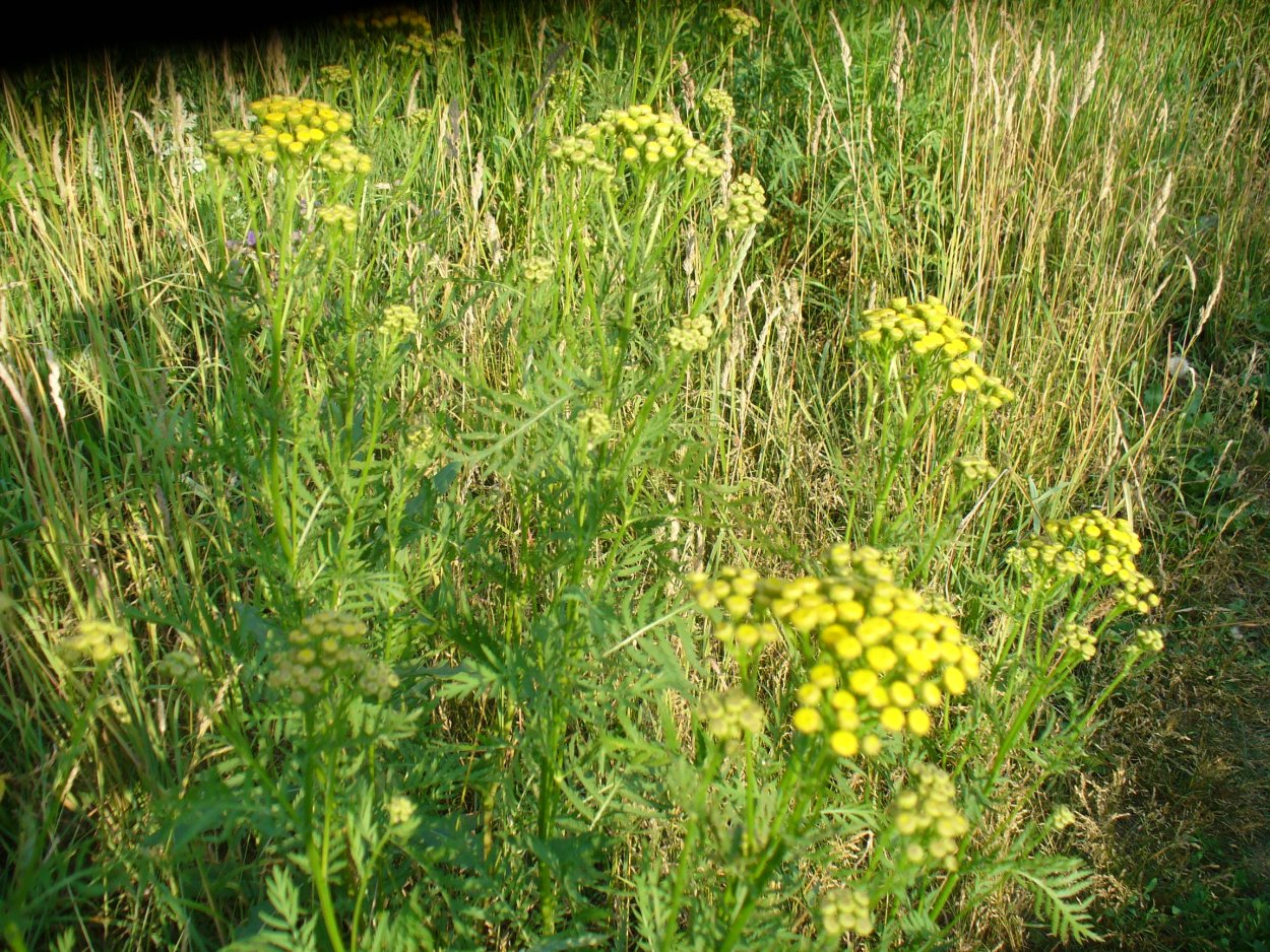 Пижма в ландшафтном дизайне