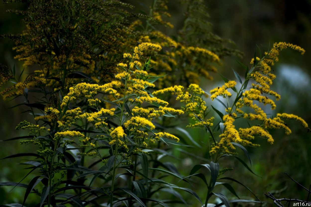 Пижма бальзамическая Криспа
