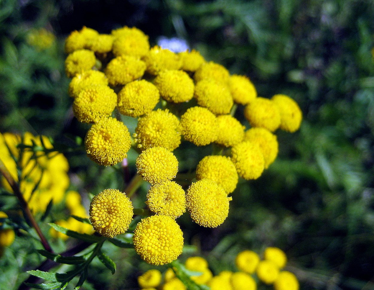 Вероника почвопокровная серебристая