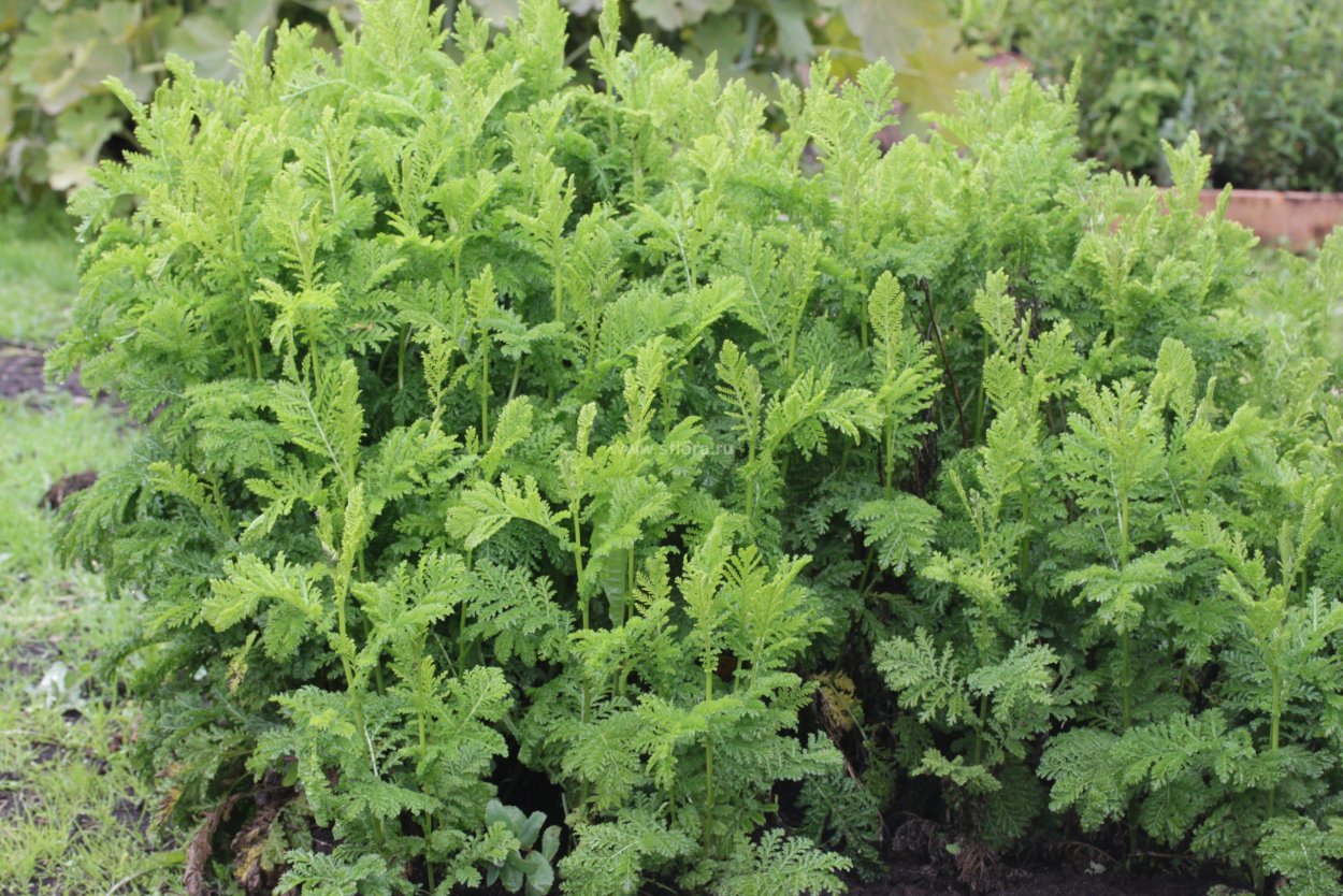 Пижма Хараджана