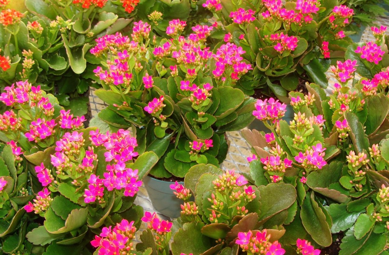 Каланхоэ пильчатолистное (Kalanchoe serratifolium)