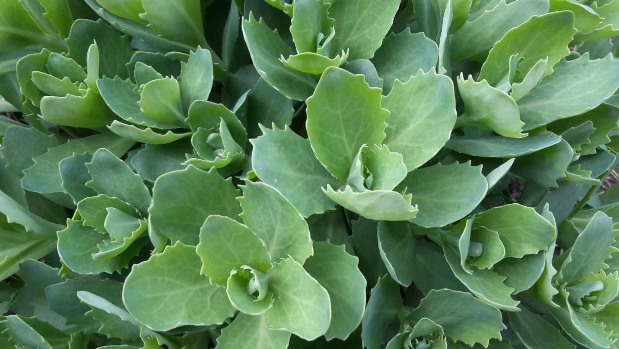 Бриофиллум Дегремона