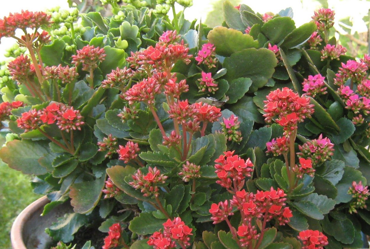 Крассула фальката минор