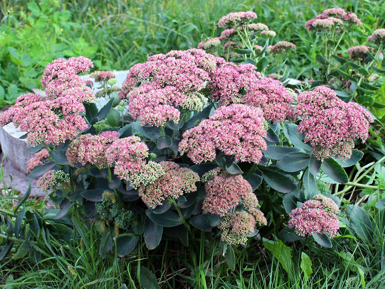 Каланхоэ фуксия