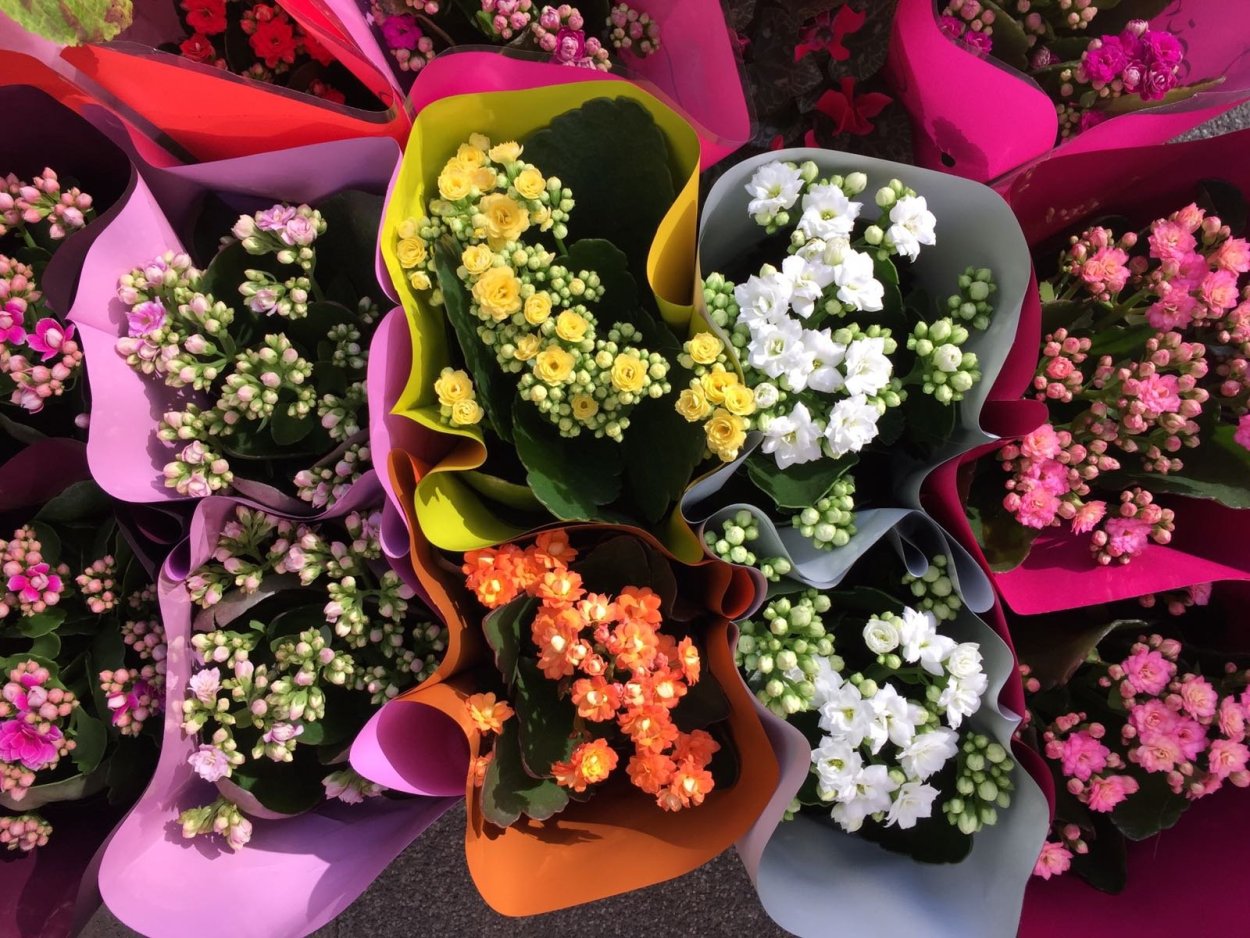 Очиток Видный 'Herbstfreude'