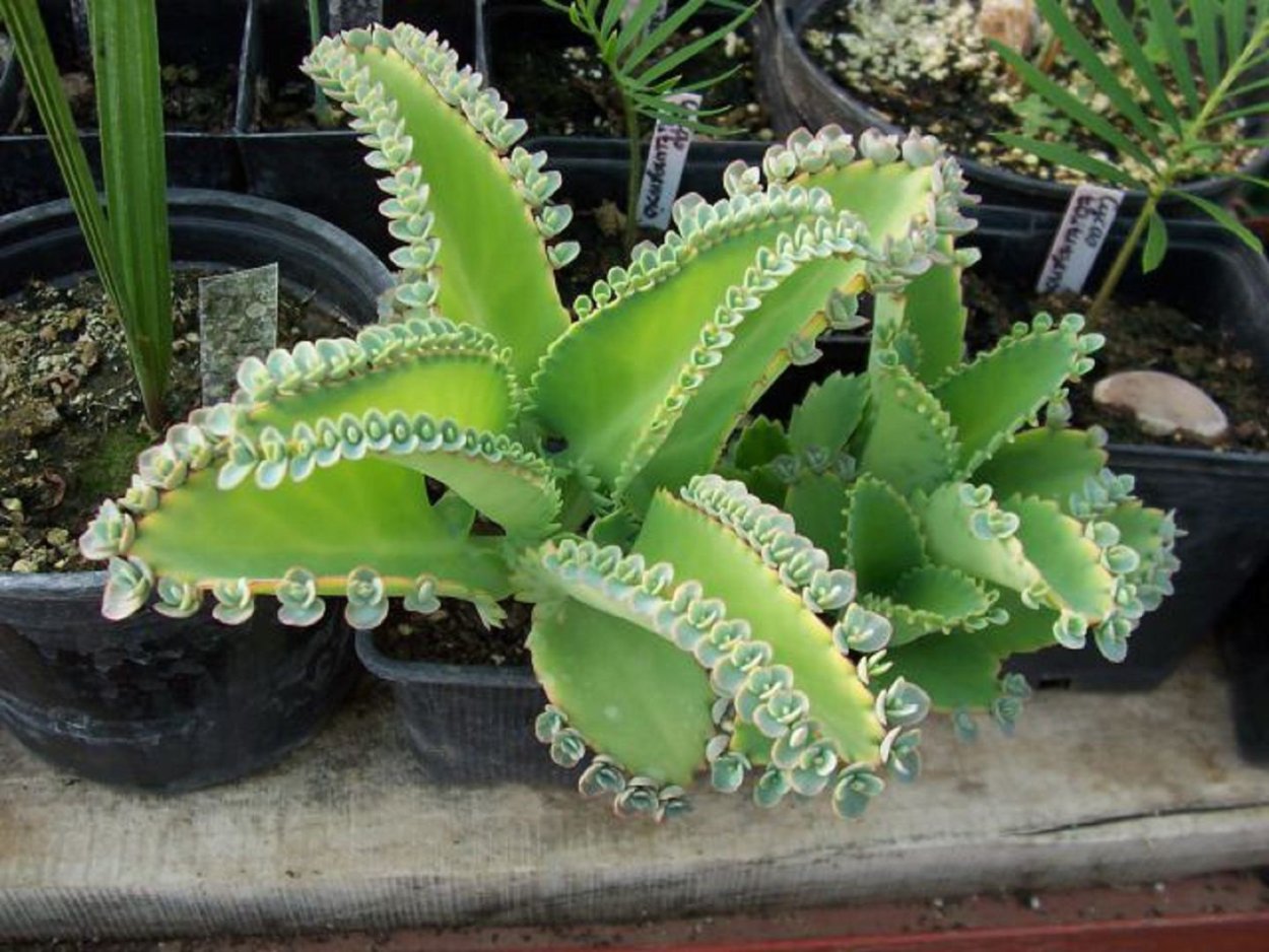 Каланхоэ пильчатолистное (Kalanchoe serratifolium)