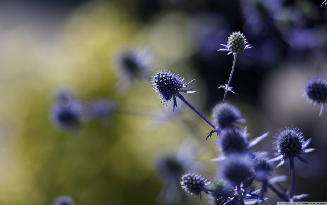 Чертополох макро