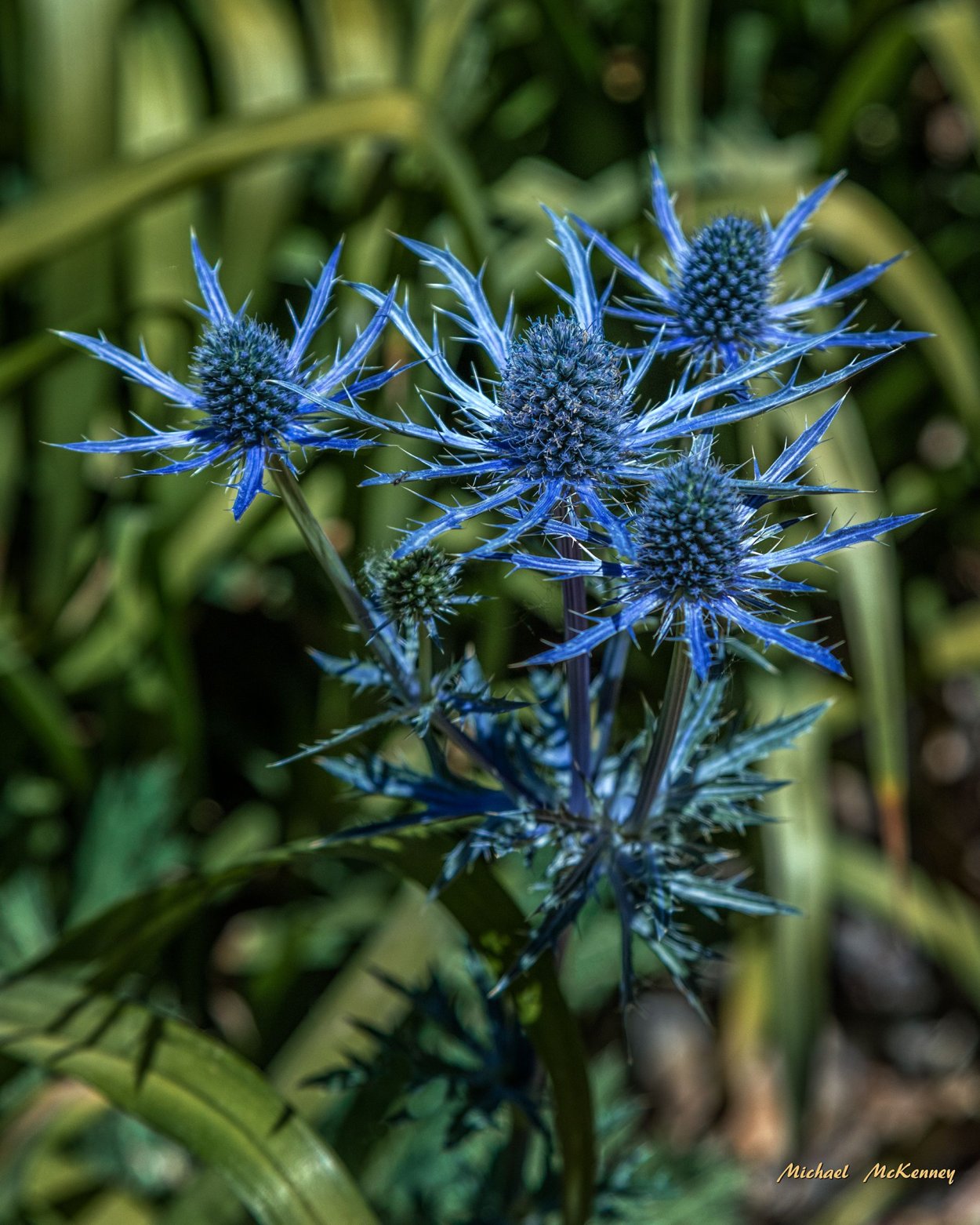 Синеголовник (Eryngium)