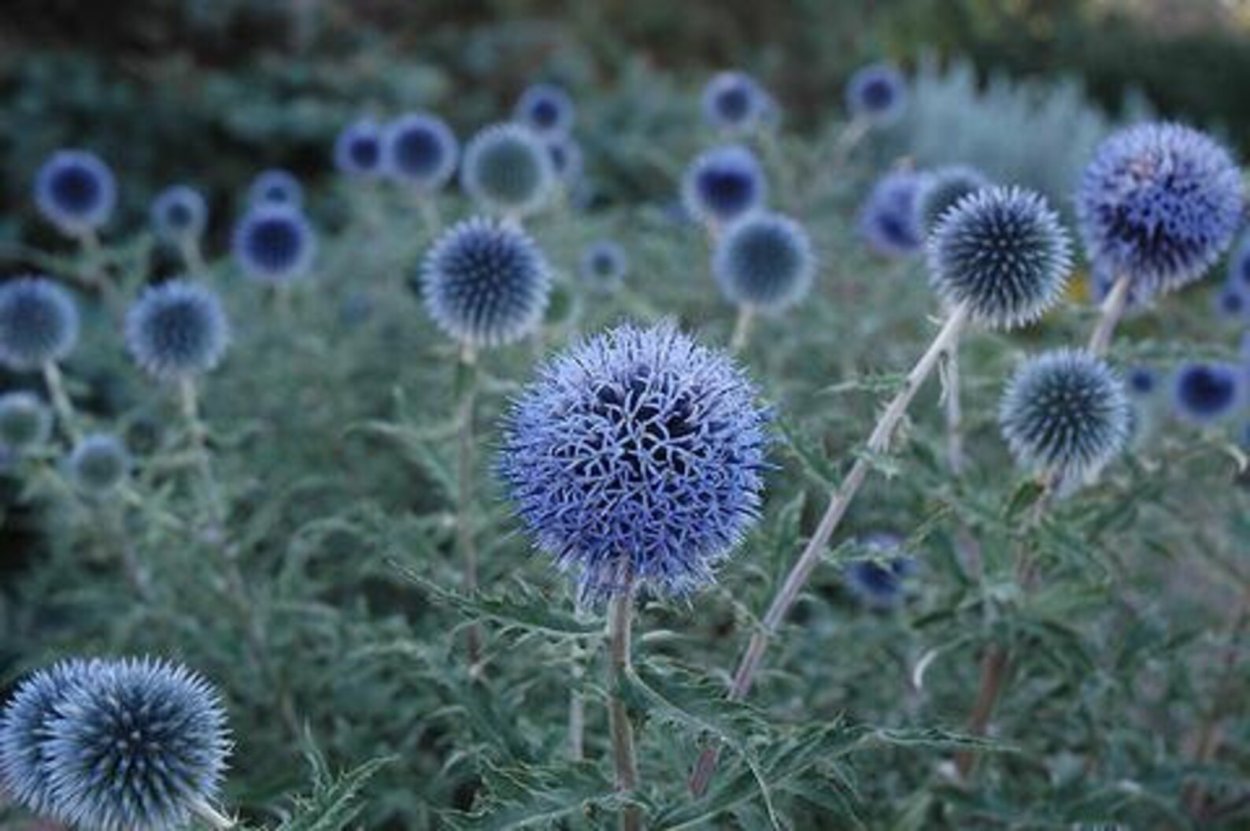 Мордовник Echinops bannaticus "Blue Globe"