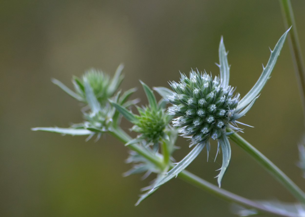Синеголовник (Eryngium)