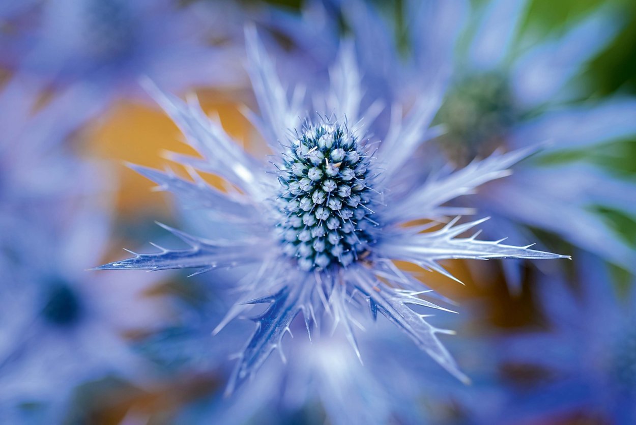 Синеголовник, или эрингиум (Eryngium)