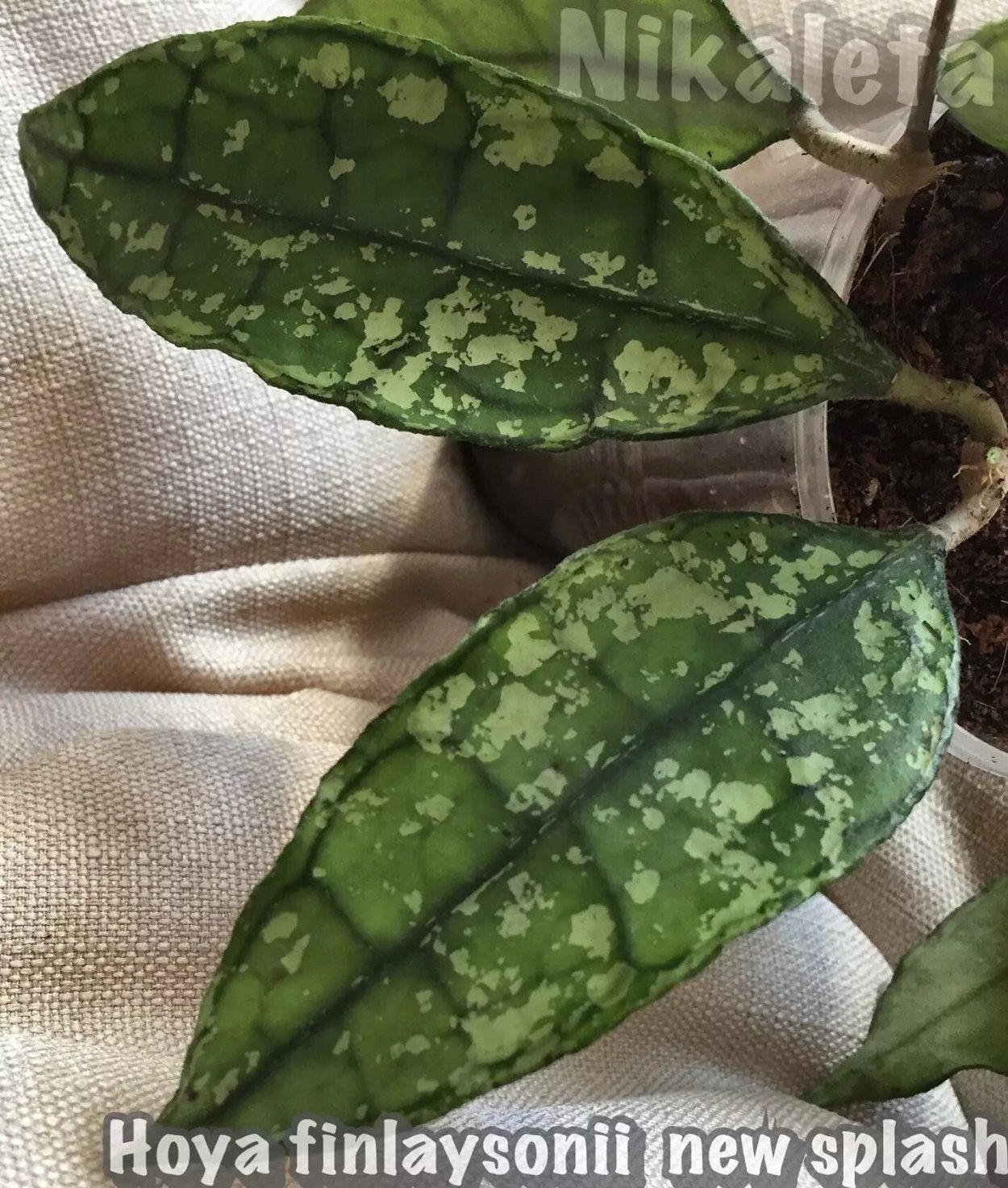 Хойя виллоза Вьетнам