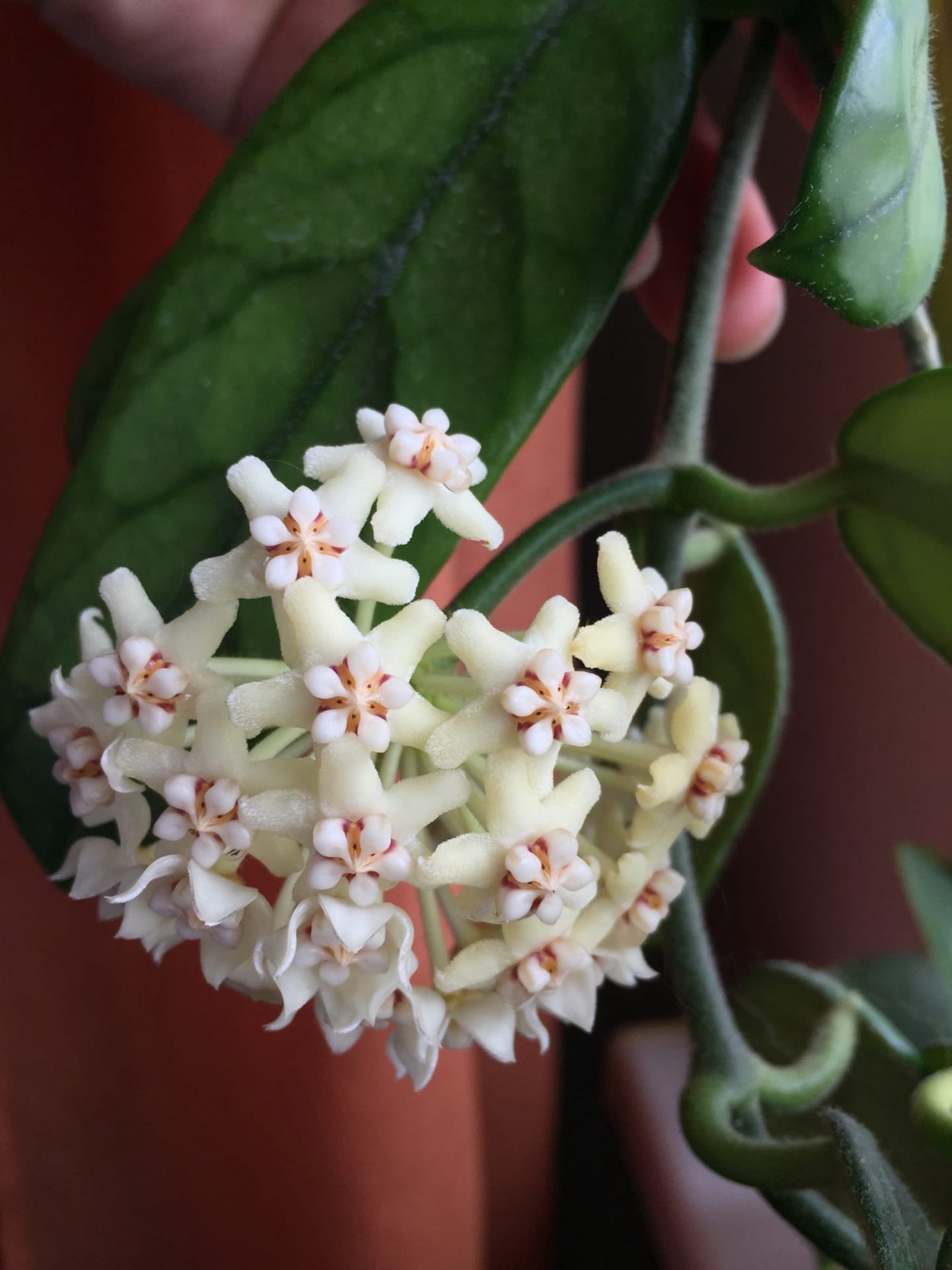 Хойя виллоза и глобулоза