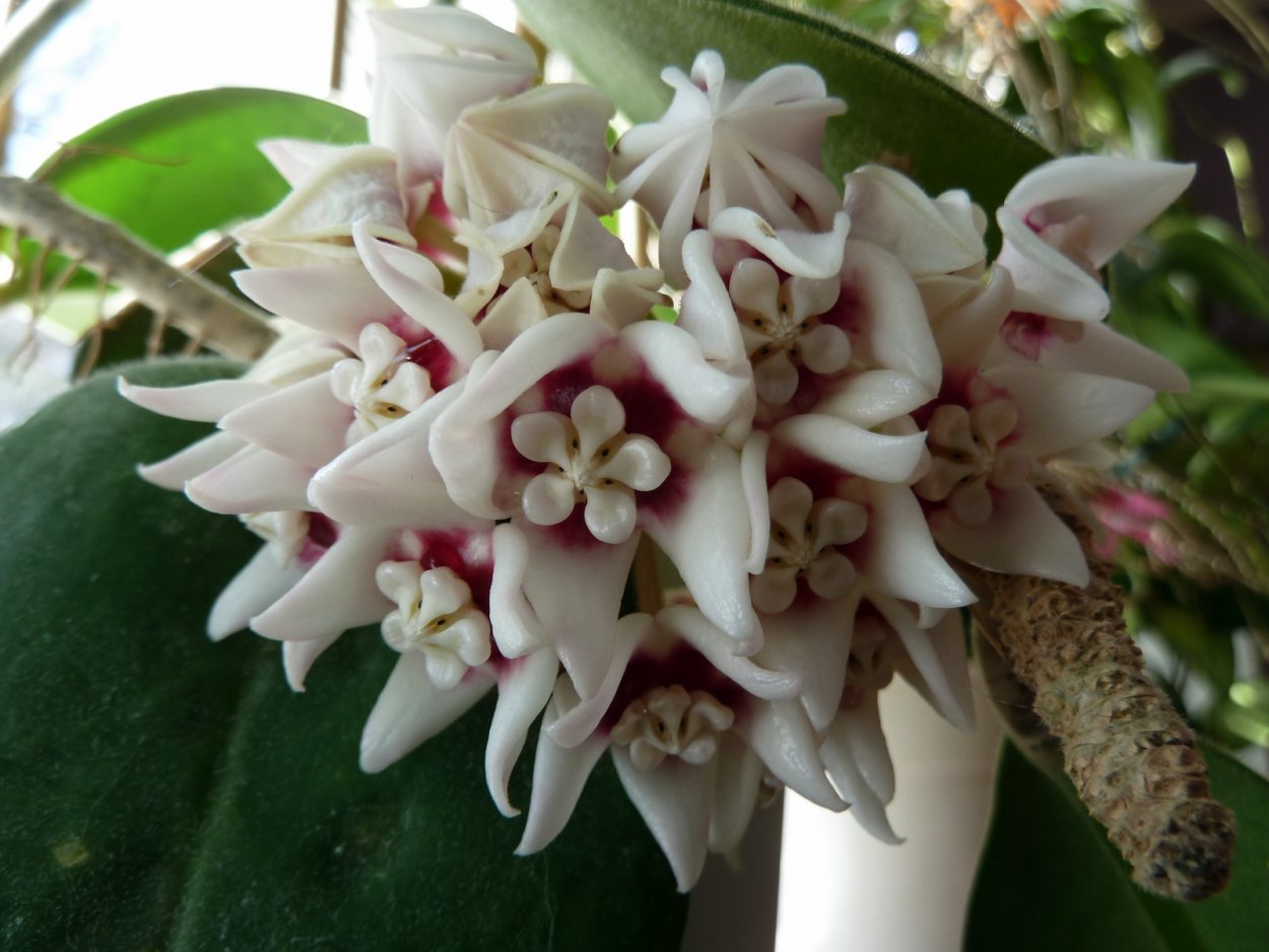 Хойя erythrostemma Sukhirin Narathiwat