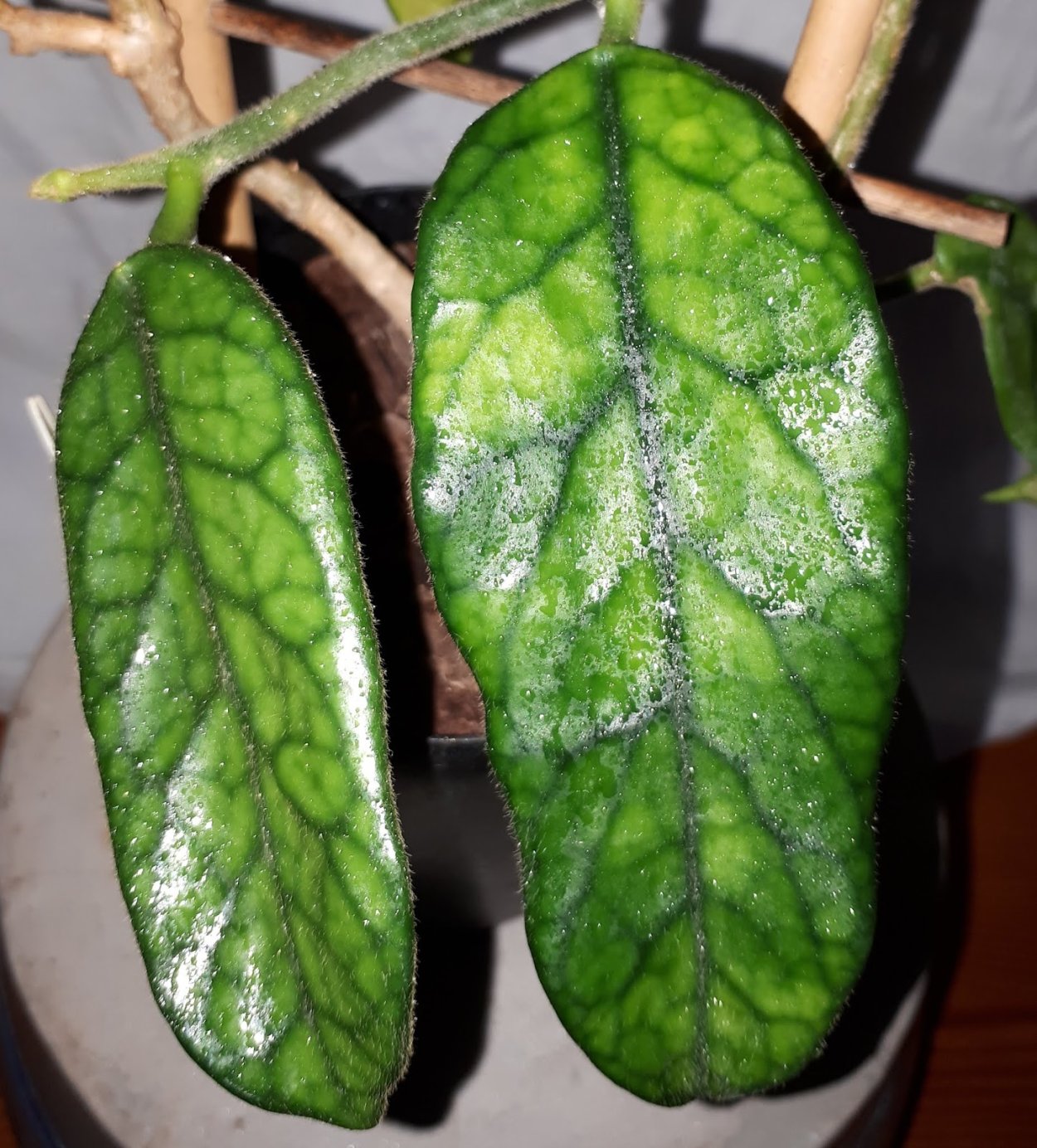 Хойя вилоза cao dang