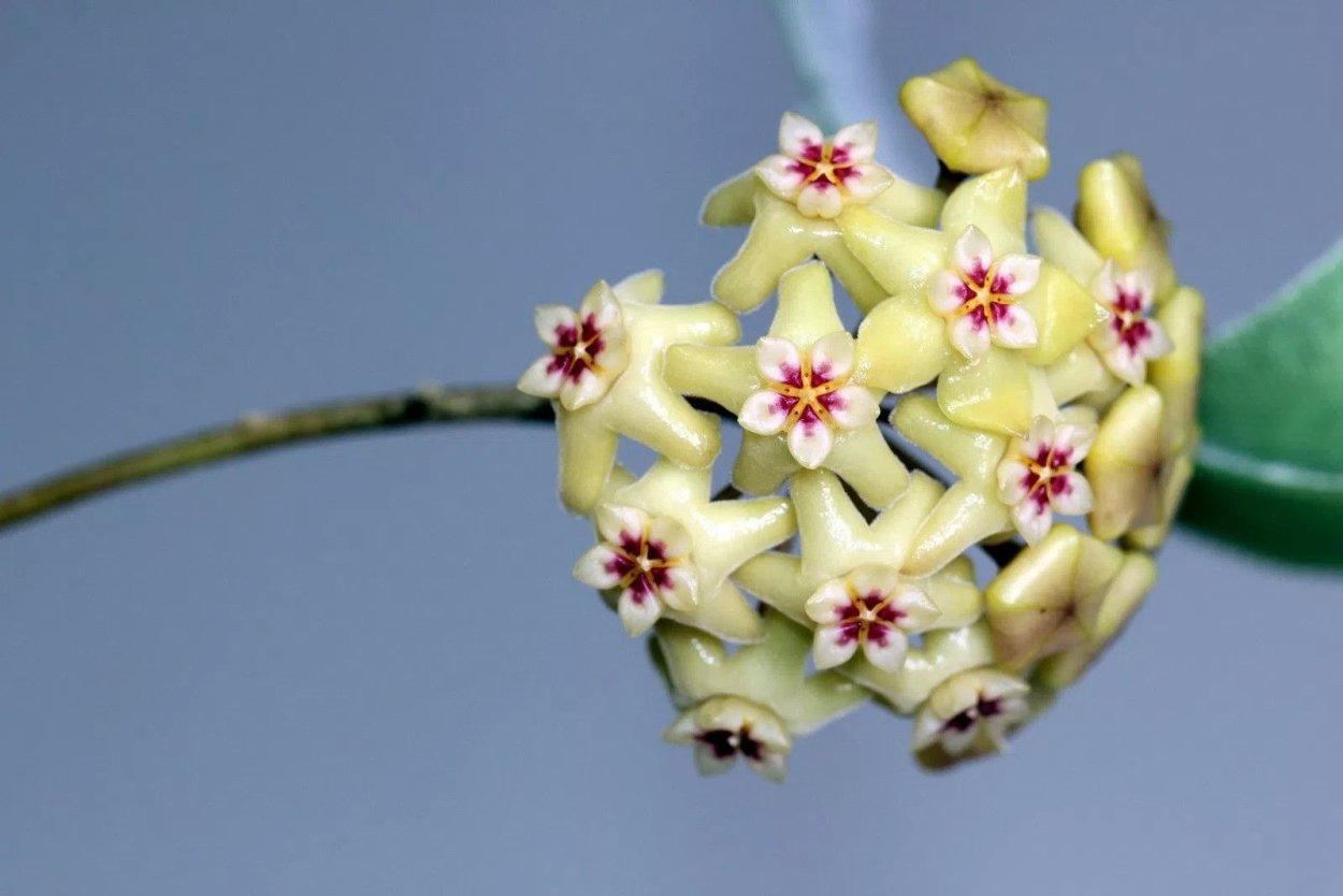 Хойя villosa cao dang Vietnam