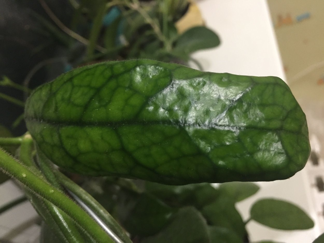 Хойя виллоза Лонг