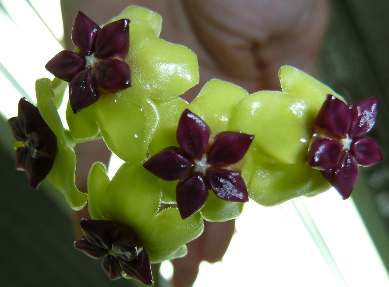 Хойя Овалифолия