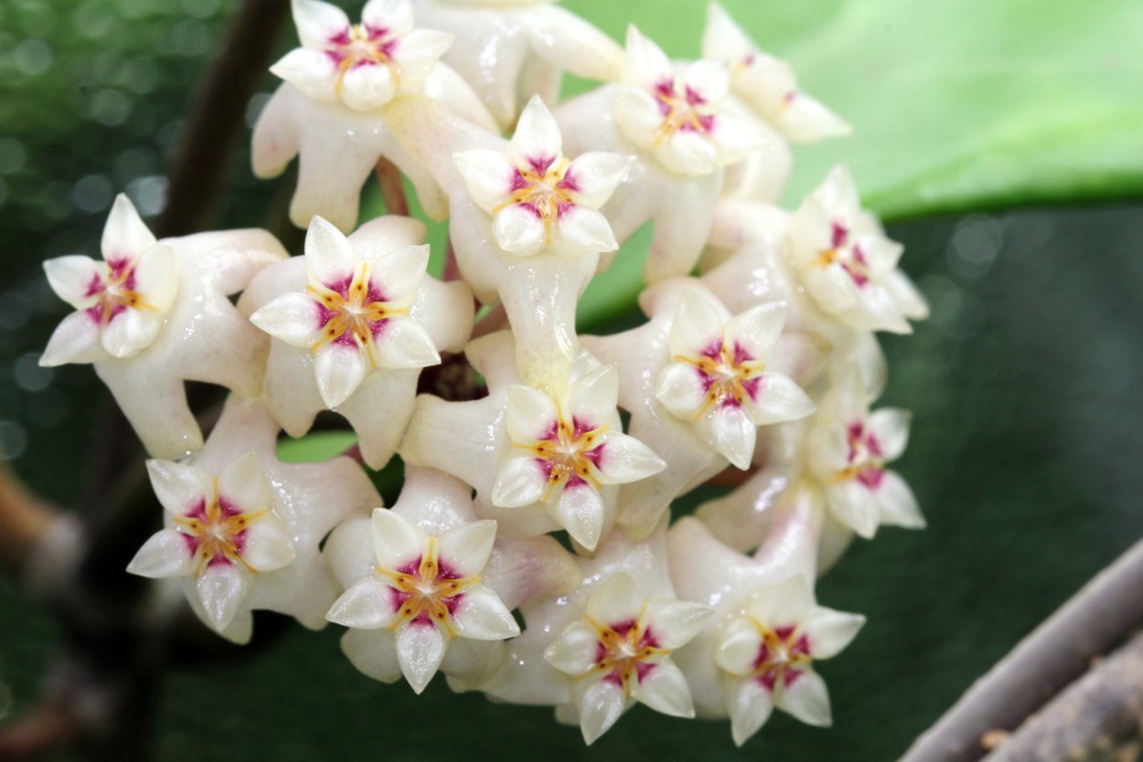 Hoya doi tung