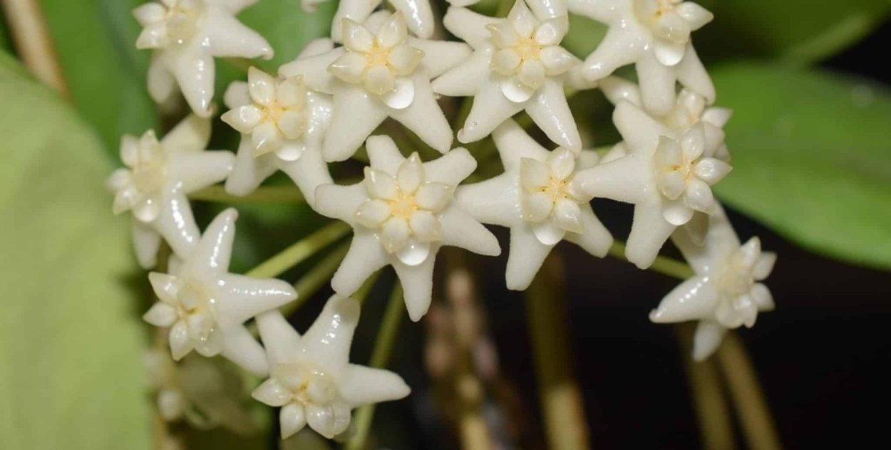 Хойя Калимантан